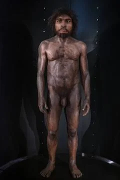 Homo rhodesiensis Homo rhodesiensis, Museo de la evolución humana, MEH, Bu.. Stock Photos