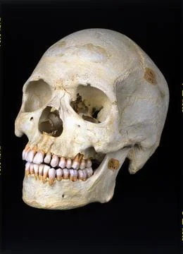 Homo Sapiens Skull, USA Stock Photos