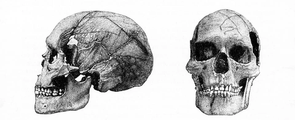 Homo Sapiens Skulls Stock Photos