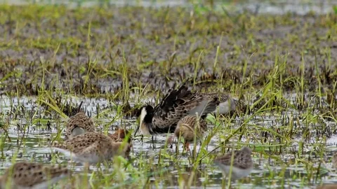 Homosexual behavior of Displaying Ruff in a breeding plumage on the lek site Vidéo 81973000