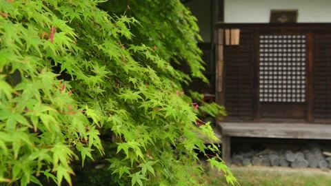 Homyoin Maple Stock Footage 154237476