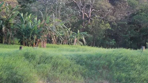 Honduran jungle 스톡 동영상 48082019
