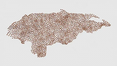 Honduras Coffee Beans Stock Footage 152663891