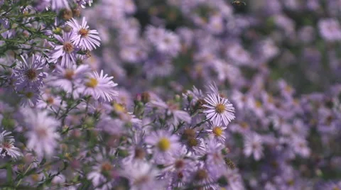 HoneBee pollinating flower and fly away Stock Footage 68074521