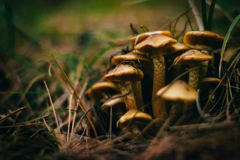 Honey agaric Stock Photos