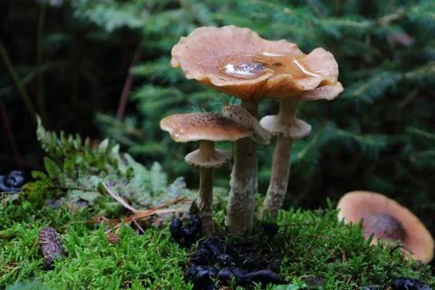 Honey agaric Stock Photos