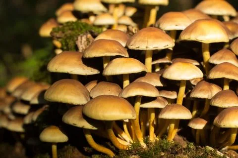 Honey agaric on a stump Stock Photos