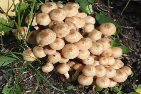 Honey agarics Foto stock