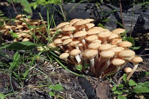 Honey agarics Foto stock