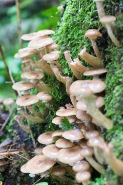 Honey agarics Stock Photos