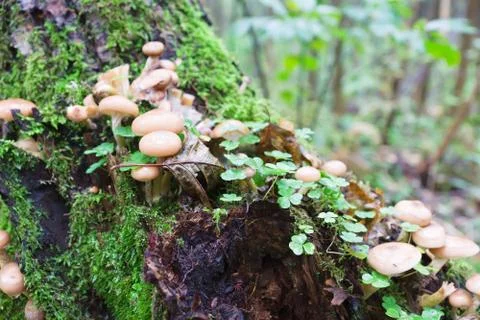 Honey agarics Stock Photos