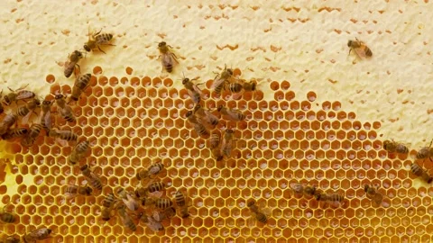 Honey and bee.	 库存影片 164347388