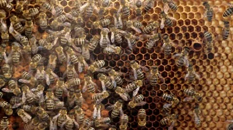 Honey and bees Stock Footage 12575892