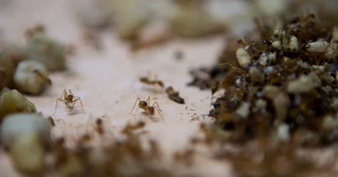 Honey ants stacking dead bodies in pile 4k Stock Footage 36543703