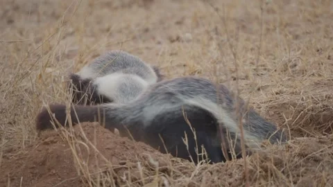 Honey badger digging burrow in slow motion as sand flies back while another Stock Footage 332296296