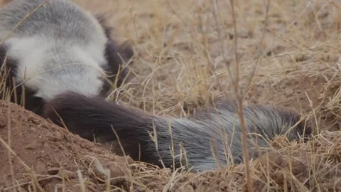 Honey badger digging burrow in slow motion close up with second badger in Stock Footage 332515703