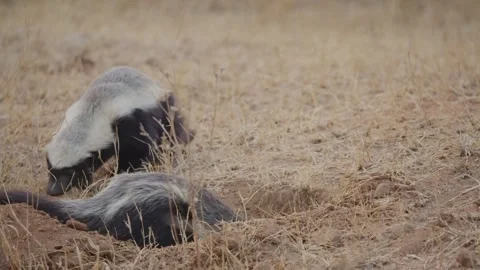 Honey badger digging burrow in slow motion as second honey badger approaches Stock Footage 332516161