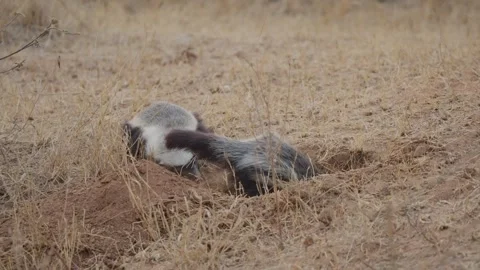 Honey badger digging den in slow motion with second badger behind in Kruger Stock Footage 332515685