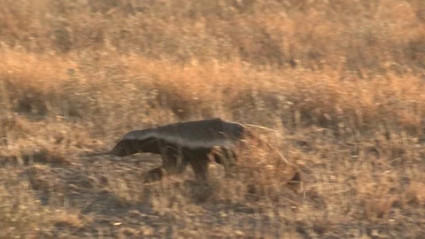 Honey Badger digging, foraging and eating at sunset / sunrise 스톡 동영상 98379629