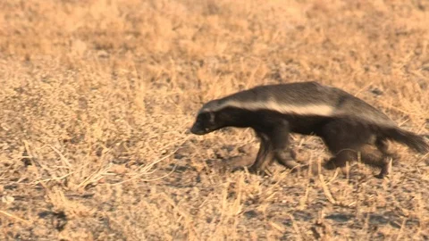 Honey Badger digging, foraging and eating at sunset / sunrise 스톡 동영상 98379701