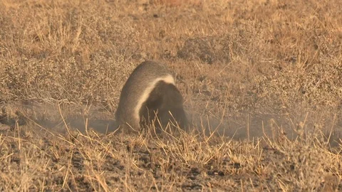 Honey Badger digging, foraging and eating at sunset / sunrise 스톡 동영상 98379767