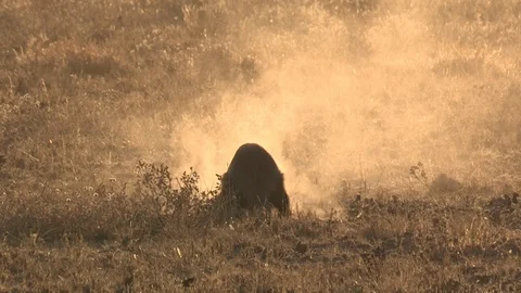 Honey Badger digging, foraging and eating at sunset / sunrise 스톡 동영상 98379909