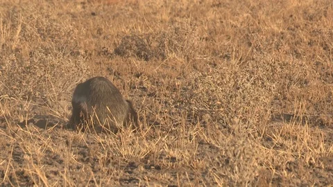 Honey Badger digging, foraging and eating at sunset / sunrise 스톡 동영상 98379912