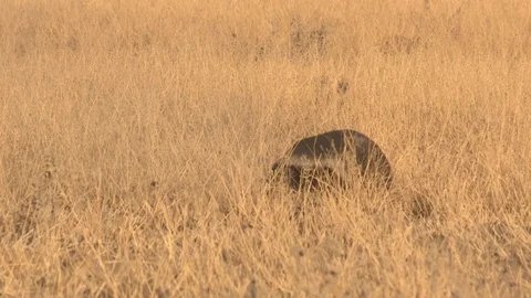 Honey Badger digging, foraging and eating at sunset / sunrise 스톡 동영상 98380130