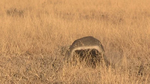 Honey Badger digging, foraging and eating at sunset / sunrise 스톡 동영상 98380146