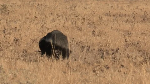 Honey Badger digging, foraging and eating at sunset / sunrise Stock Footage 98380565