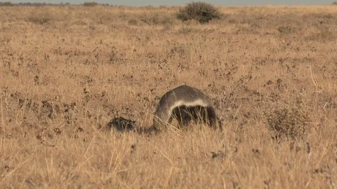 Honey Badger digging, foraging and eating at sunset / sunrise 스톡 동영상 98380592