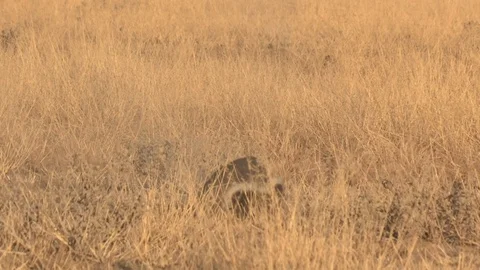 Honey Badger digging, foraging and eating at sunset / sunrise 스톡 동영상 98380616