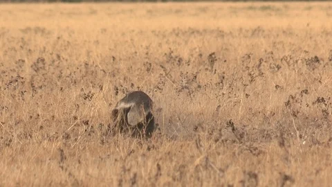 Honey Badger digging, foraging and eating at sunset / sunrise 스톡 동영상 98380633