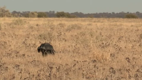 Honey Badger digging, foraging and eating at sunset / sunrise Stock Footage 98380696