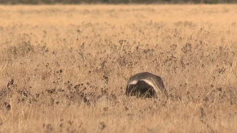 Honey Badger digging, foraging and eating at sunset / sunrise Stock Footage 98380758