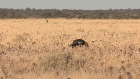 Honey Badger digging, foraging and eating at sunset / sunrise Stock Footage 98380813