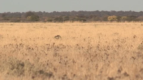 Honey Badger digging, foraging and eating at sunset / sunrise Stock Footage 98380854