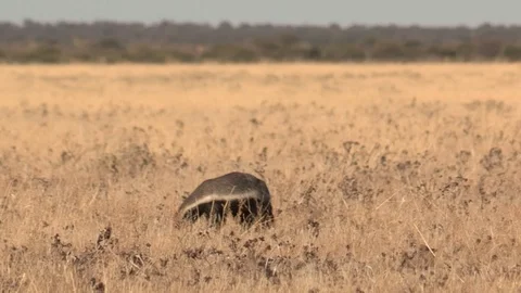 Honey Badger digging, foraging and eating at sunset / sunrise Stock Footage 98380889