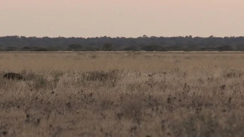 Honey Badger digging, foraging and eating at sunset / sunrise Stock Footage 98382571