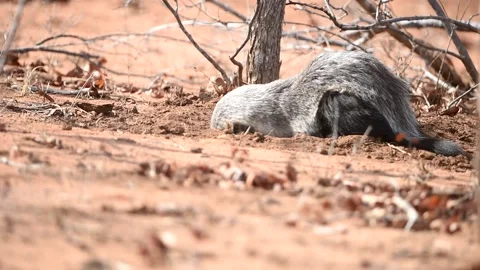 Honey badger digging the soil Stock Footage 132652813