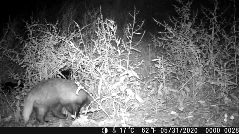 Honey badger Stock Footage 131782151