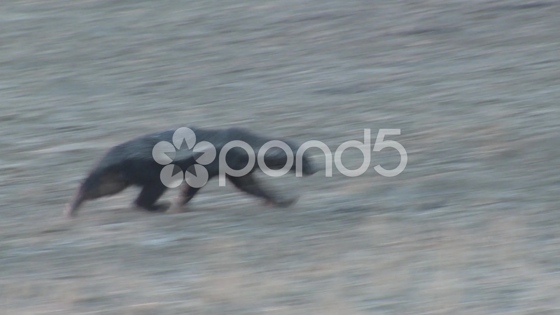 Angry Badger Car Salesman