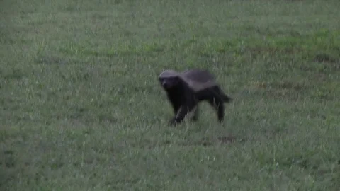 Honey Badger male trotting Stock Footage