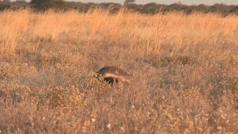 Honey Badger Melivora Capensis digging, scavenging, foraging for food Stock Footage 105319084