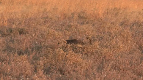 Honey Badger Melivora Capensis digging, scavenging, foraging for food 스톡 동영상 105328107