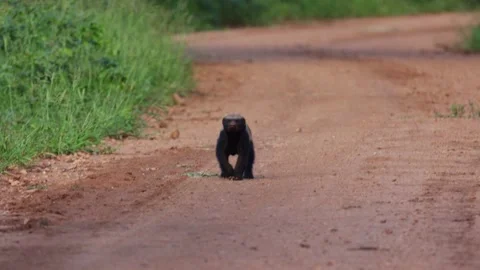 A Honey badger on the road Vídeos de archivo 234687175