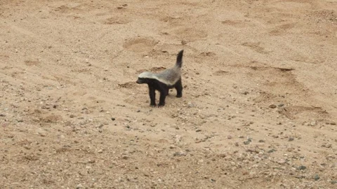 A honey badger walking in a dry riverbed before stopping and scanning his Video stock 342996941