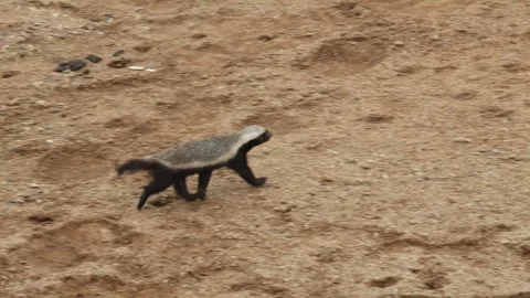 A honey badger walking in a dry riverbed before stopping and scanning his Video stock 342997413