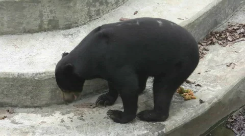 Honey Bear Defecates Stock Footage 848765