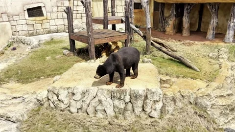 The honey bear or sun bear (Helarctos malayanus), Beruang madu. Indonesia Stock Footage 340720287